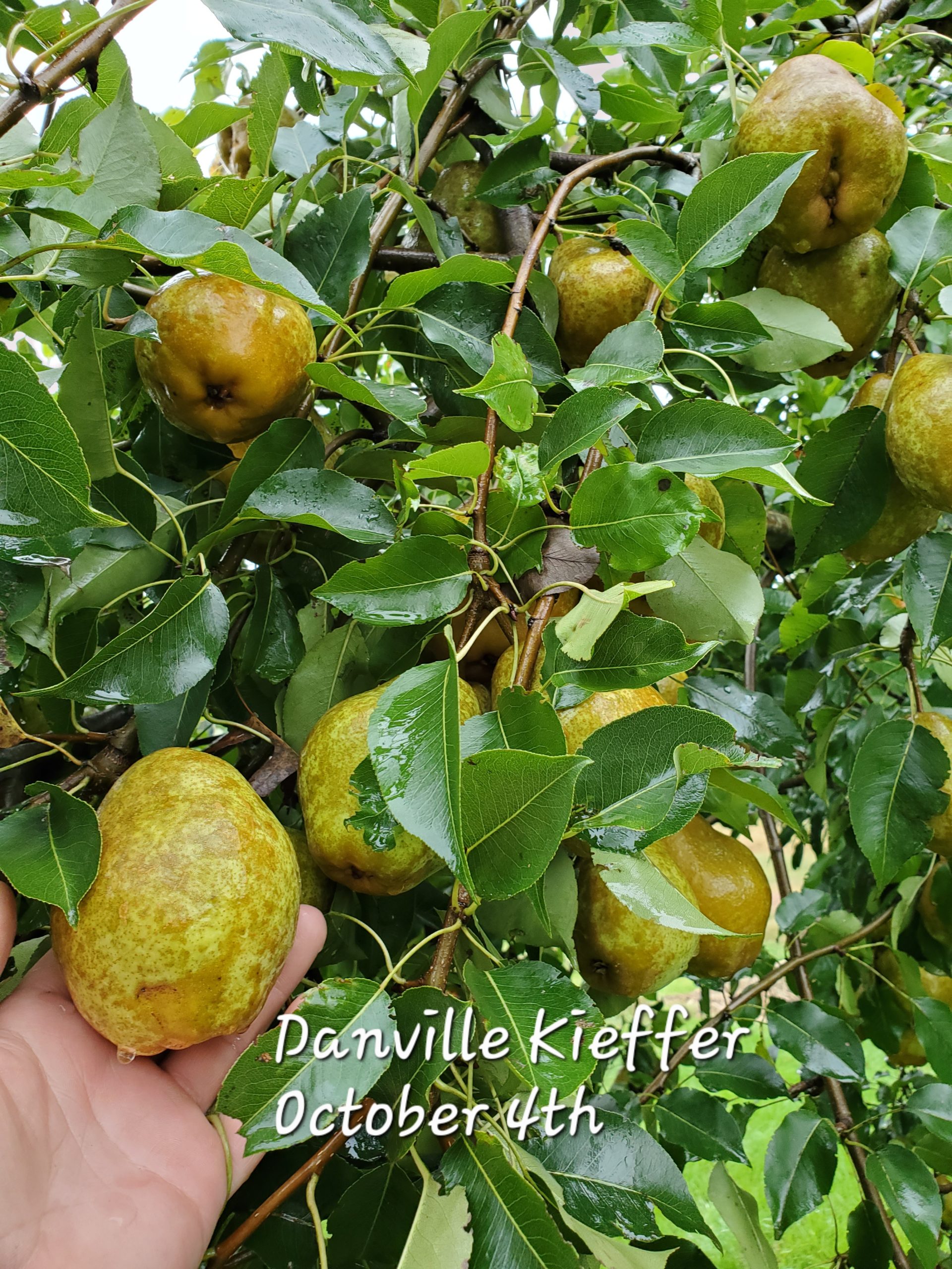 Danville Kieffer Pear