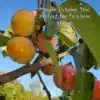 Meader Persimmons