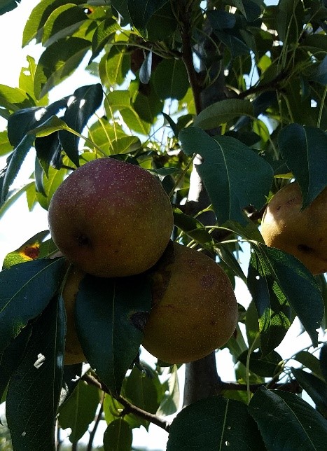 Comice Pear Trees for Sale