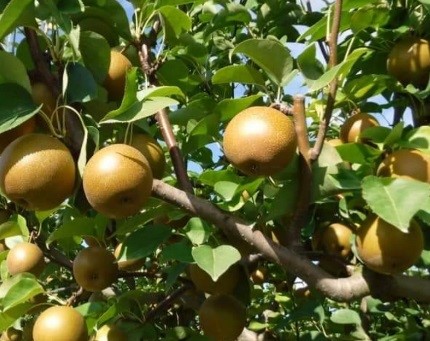 Tabla de polinización de árboles frutales de pera asiática gigante coreana