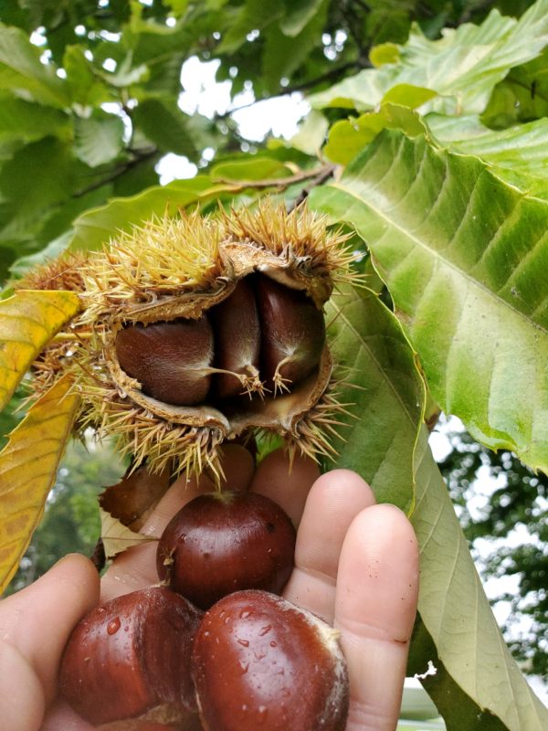 Northern Giant™ Hybrid Chestnut Tree