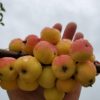 August Apricot Crabapple