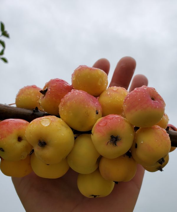 August Apricot Crabapple