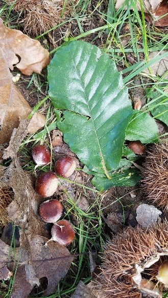 Fall Draw chinese chestnut