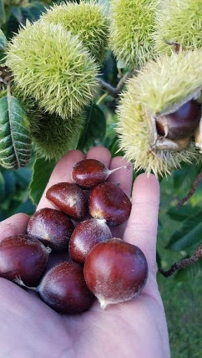 Woodland chestnuts