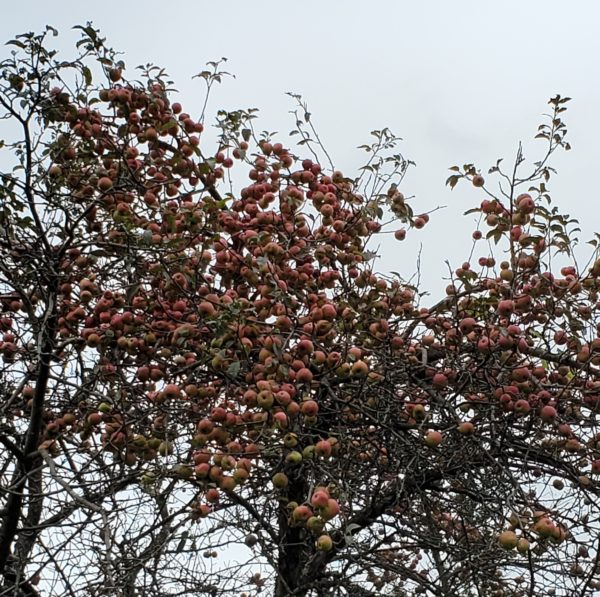 Wild Apple Tree