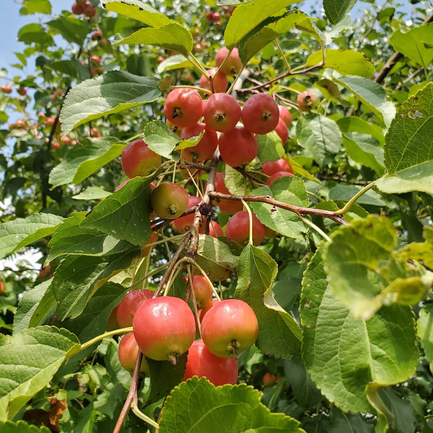 Crabapple tree that produces fruit