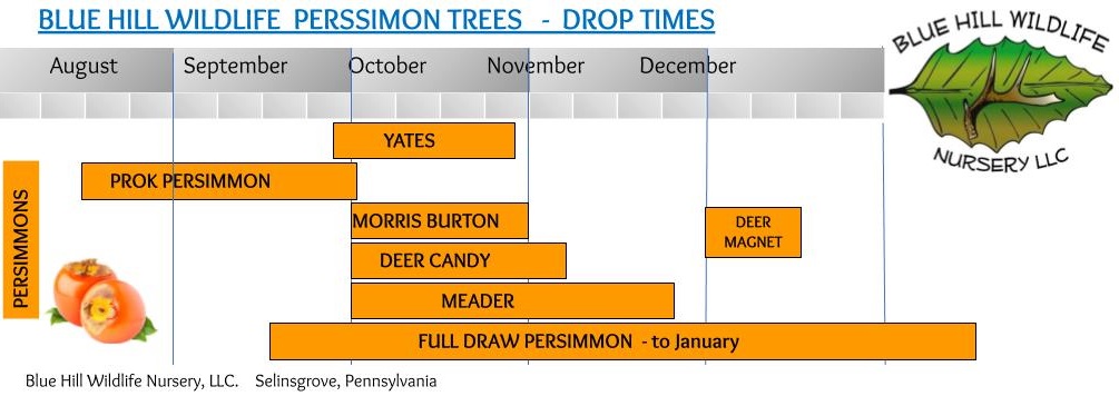 Persimmon Ripening Chart