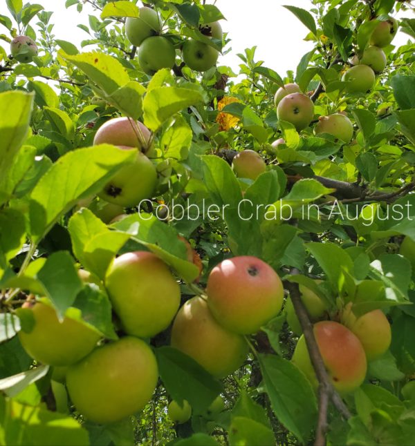 Cobbler Crab™ Fruit Tree