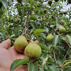 Wild Pear Trees