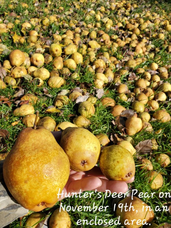 Hunter's Deer Pear