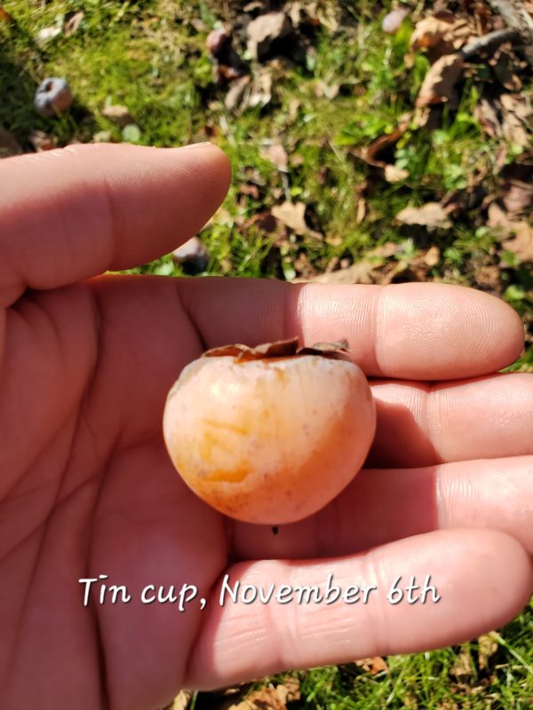 Tin Cup persimmons