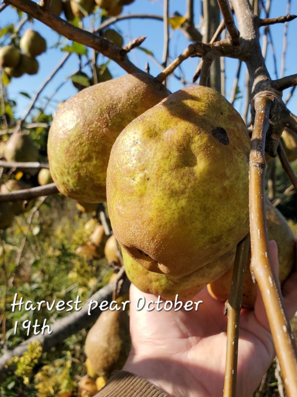 Harvest pear™