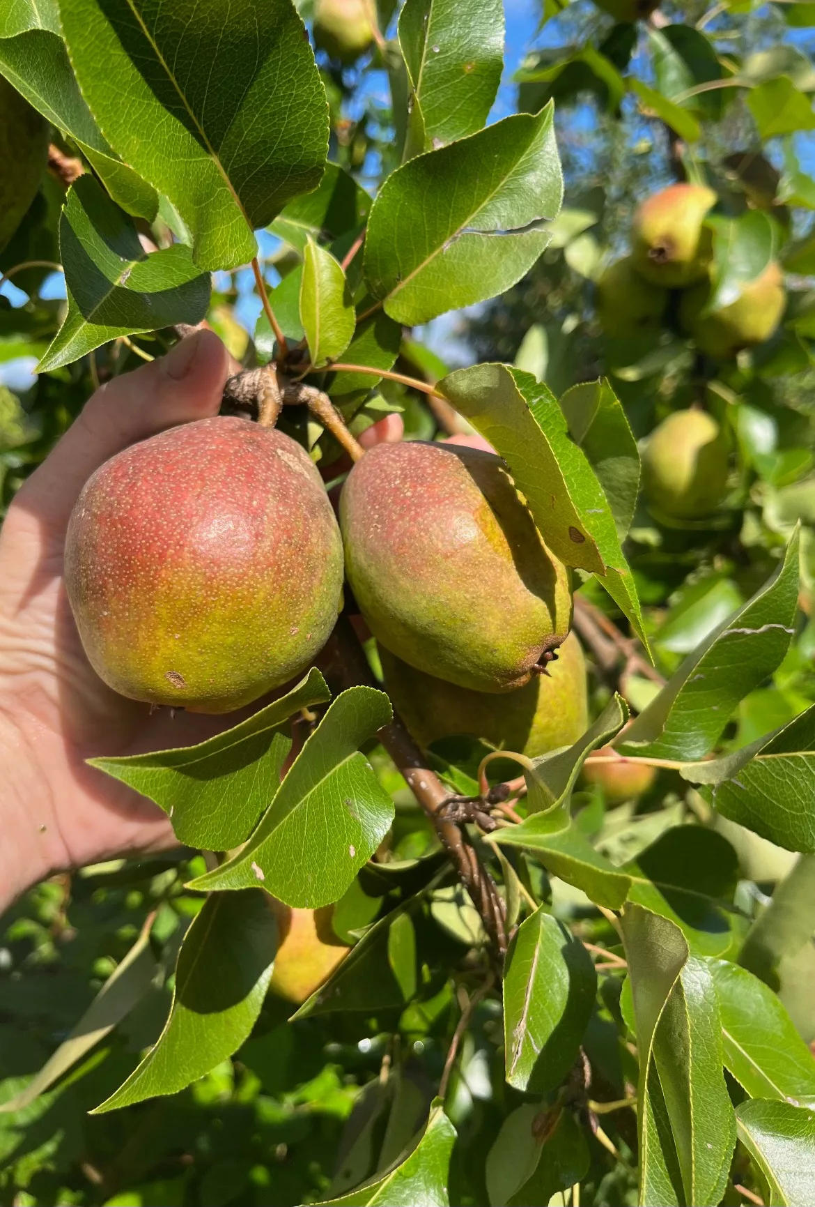 Comice Pear Tree for Sale - Buying & Growing Guide 